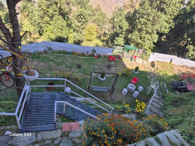 Himalayan Cedar Auli