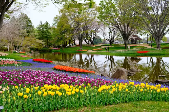 Nemophila Garden at Showa Kinen Park