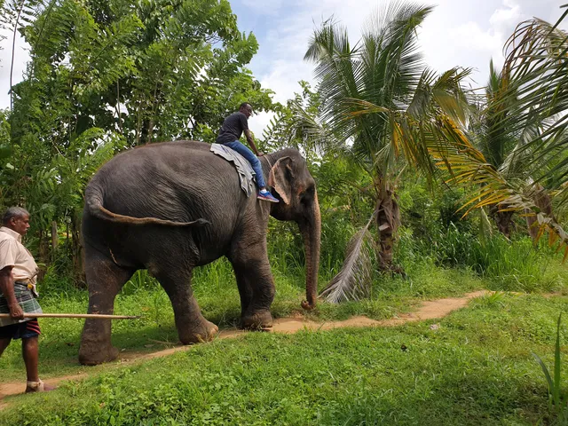 Club Concept Elephant Riding