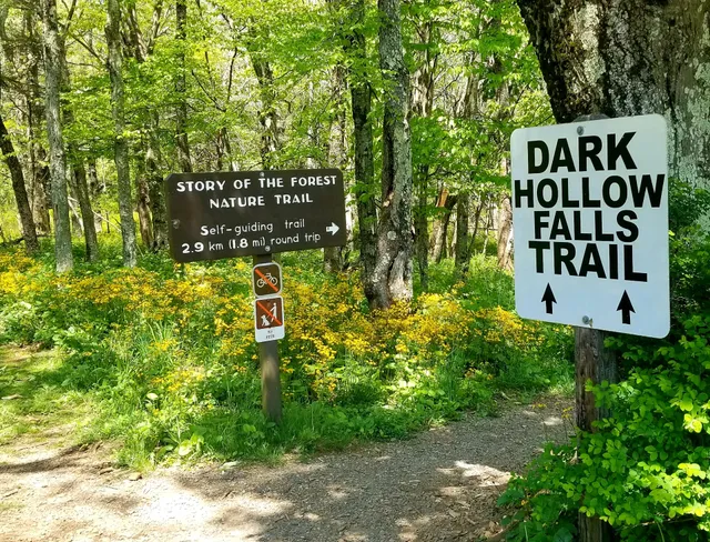 Story of the Forest Trailhead