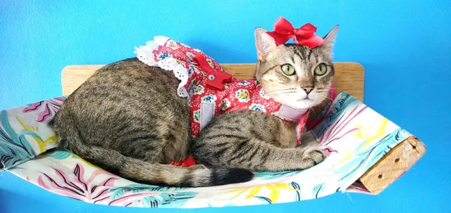 Cat Hostel - casa de gatos