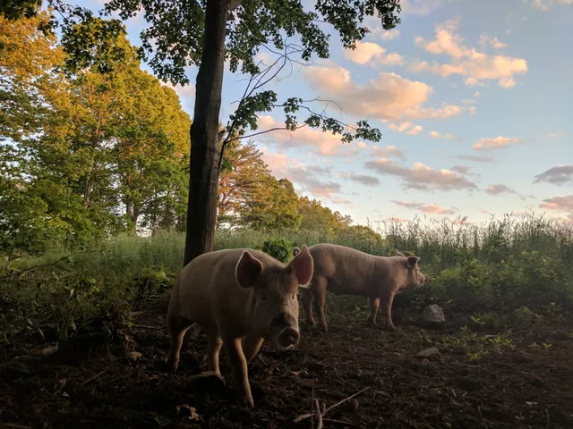 Whippoorwill Dairy Farm