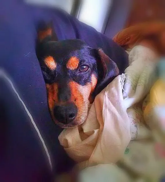 Yadkin County Animal Shelter