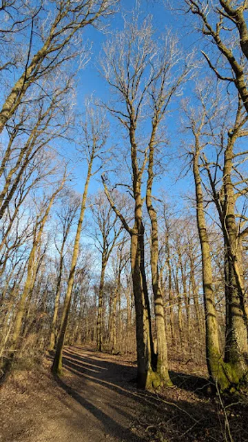 Forêt départementale du Bois des Gelles
