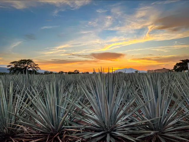 Campos de Agave Jose Cuervo