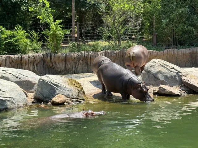 Simmons Hippo Outpost
