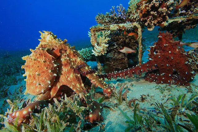 Sea Dancer Dive Resort