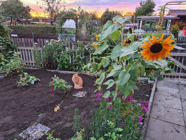 KGV Rudolphia 1902 e.V.