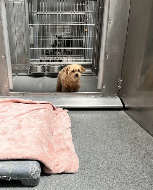 SEAACA Animal Shelter