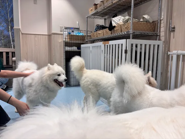 サモエドカフェ アル 名古屋栄店