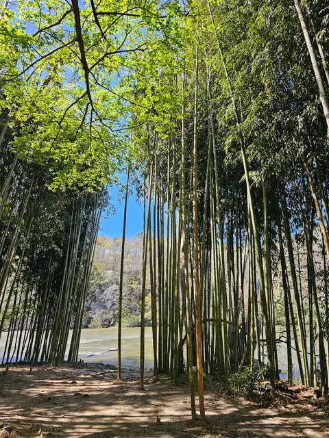 Chattahoochee Bamboo Forest