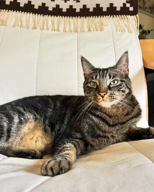 Francis of Assisi Society for Animals