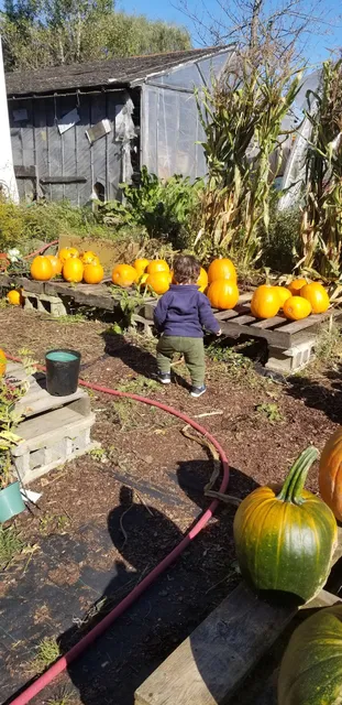 Godfrey's Last Stand