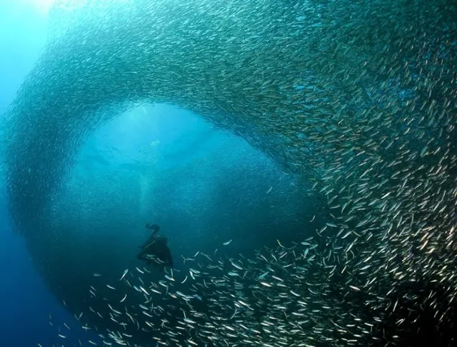 宿霧墨寶潛吧潛水中心/MoalBoal Dive Bar pro training center