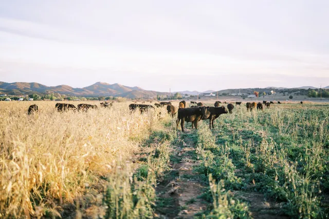 The Barn at Mortimer Farms