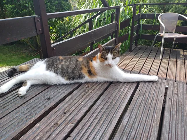 pokoje u Marysi, Żarnowska