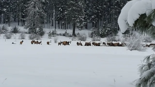 Grand Fir Lodge in Suncadia