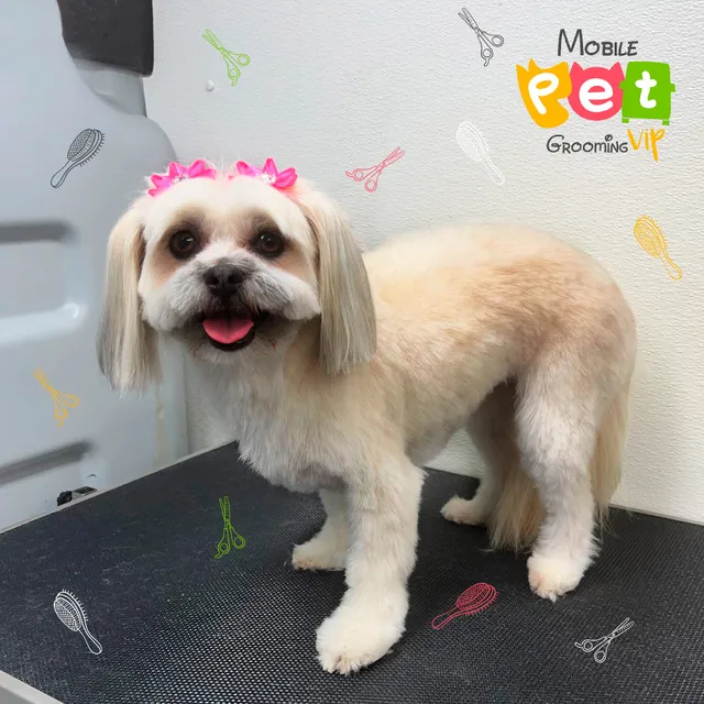 Mobile Pet Grooming VIP at The Beach