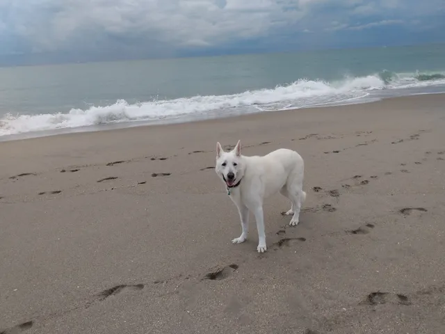 Jupiter Off-Leash Dog Beach