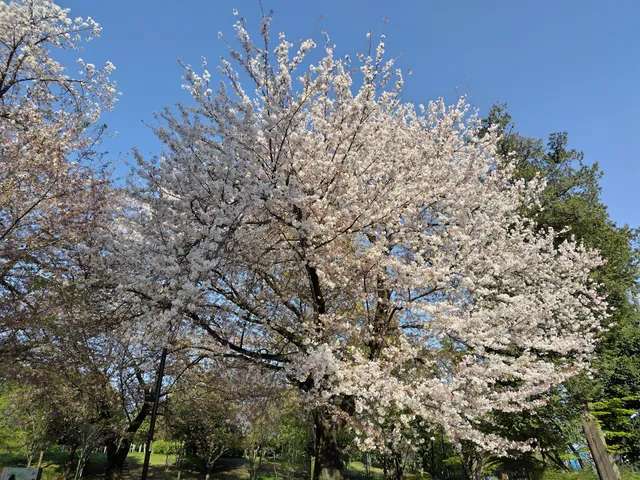 Inokashira Park Cultural Exchange Square