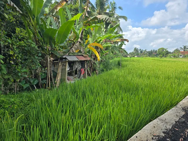 Ubud Village Cycling