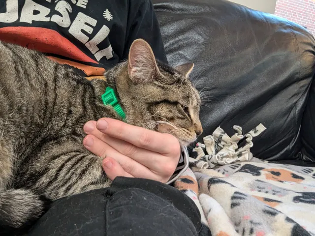 The Cat's Meow Café