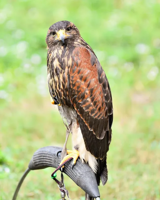 Suncoast Renaissance festival