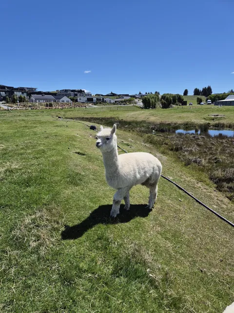 Lake Tekapo Petting Zoo
