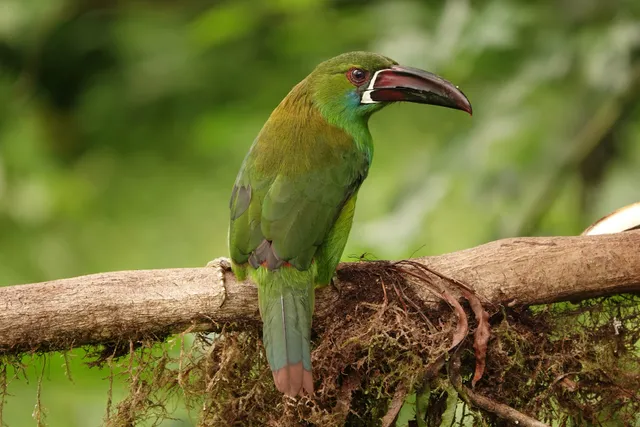 Mindo cloudforest tours