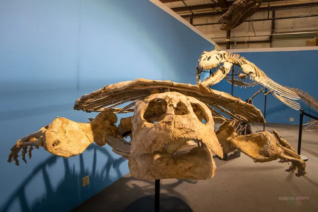 The Co-op Mineral & Fossil Galleries (Formerly Mineral and Fossil Co-Op)