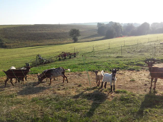 Bio Bauernhof Fam Schildorfer