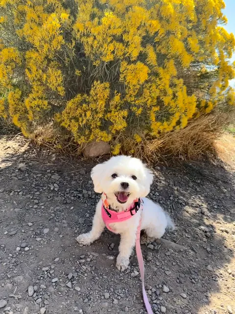 Aunt Ernie's Pet Parlor