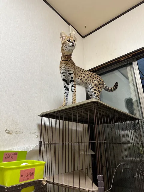 アニマルカフェ Cure Owl