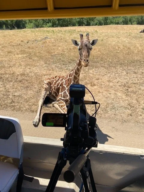 Safari West Wildlife Foundation