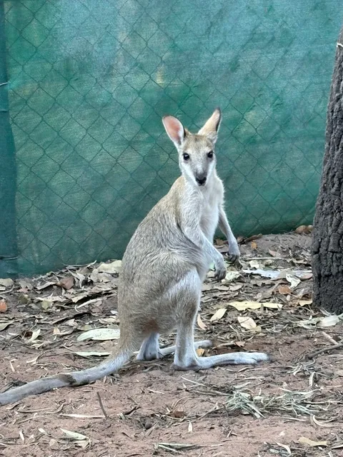 Kangaroo Haven