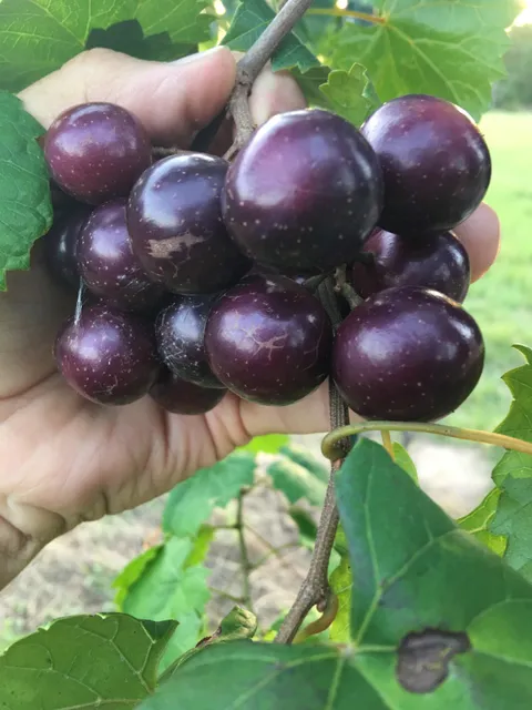 Glover Farm + Vineyard