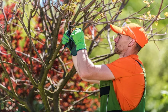 Tree Service Wichita Falls