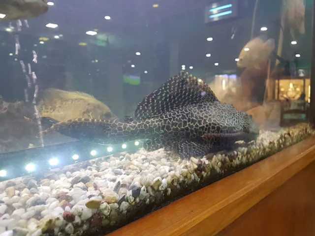 Ostra D'Ouro Restaurant Grill