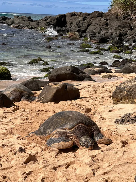 Laniakea Beach