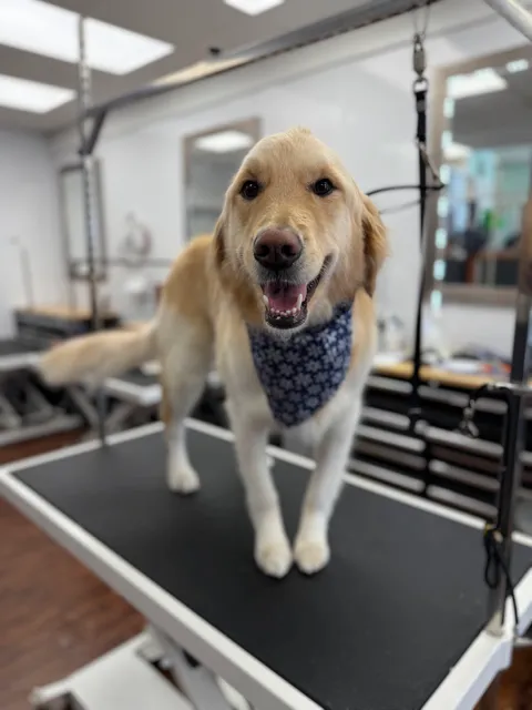 The Barking Lot Of Wheaton