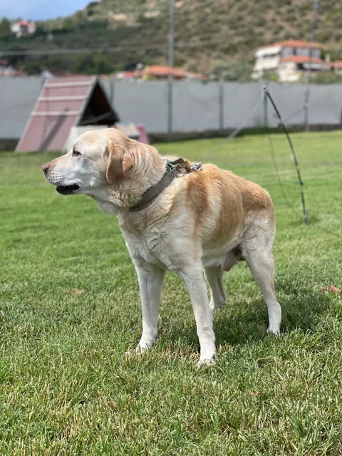 Volos Dog Training Center