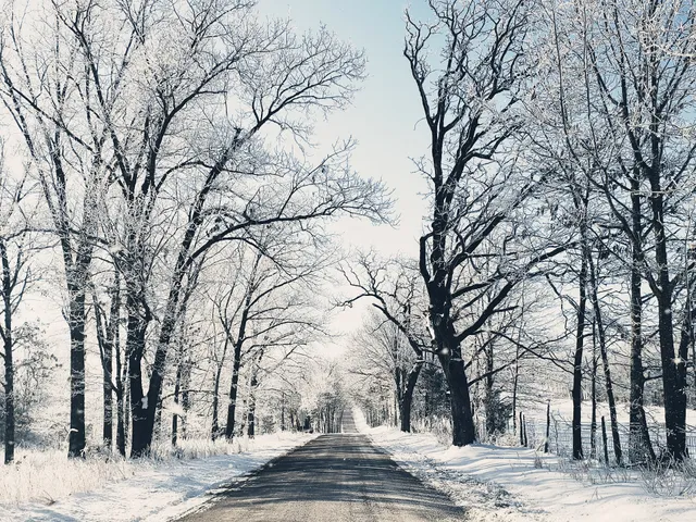 Koda Bear Properties: Koda Bear's Hideaway