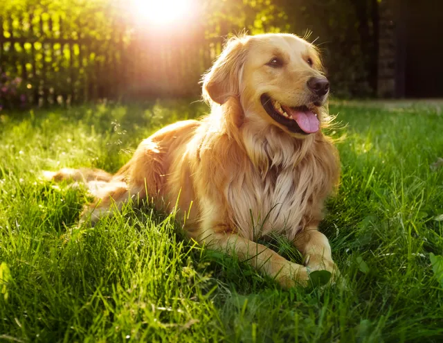 Pet Evolution - Lake Oswego, OR - Grooming | Self-Wash | Healthy Food