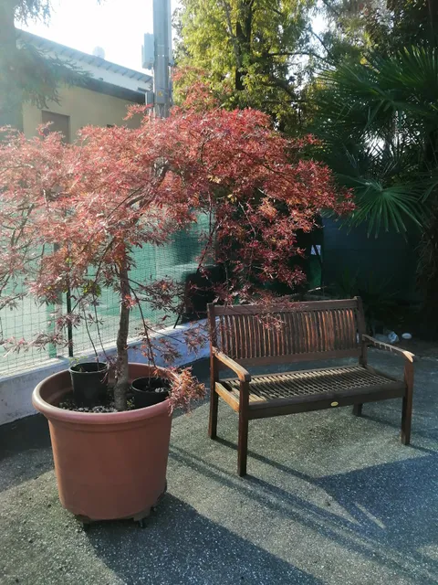 A.S.I.A. dojo Modena