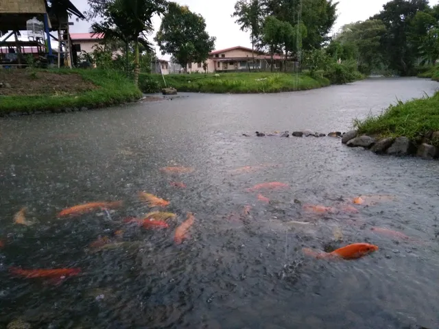 Bombon Kg. Marakau (Fish Spa)