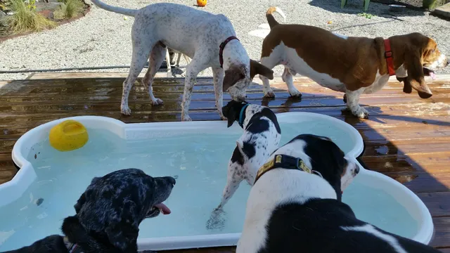 Pet Paradise Animal Hospital & Resort