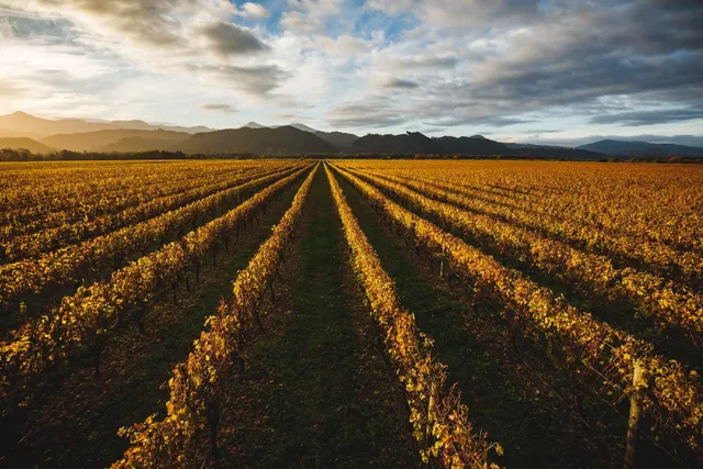 Whitehaven Wine Company