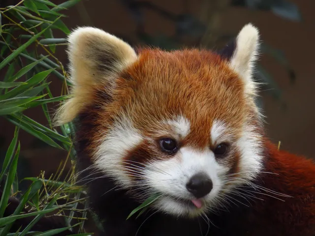 Red Panda House