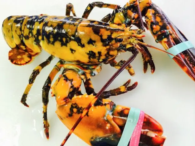 Fresh Cape Cod Lobsters by Jon Tolley