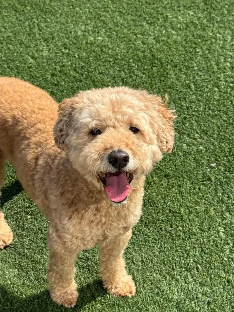 Dogtopia of Golden Valley